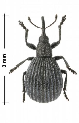 Réf. 187 671 : Protopirapion atratulum